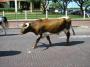 Cattle driven on street, Fort Worth, TX