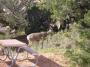 Deer at dawn in my campsite, Arches national park, UT