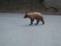 Black bear, Sequoia NP, CA