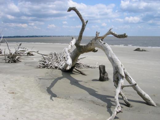 Driftwood beach, GA