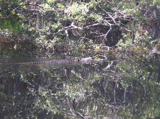 Okefenokee aligator, GA