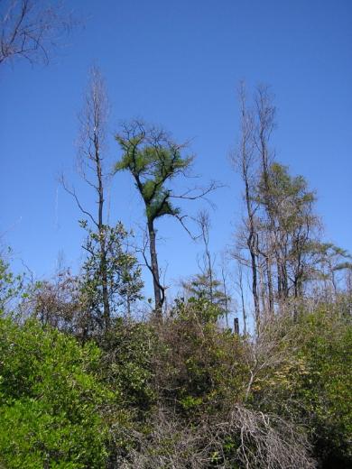 Okefenokee tree, GA