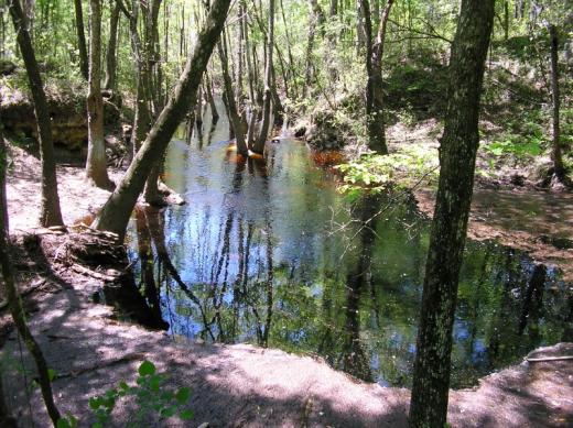 The disappearing stream at Leon Sinks, FL