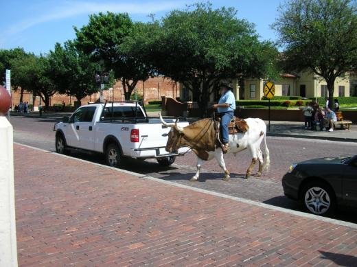 Man riding cow, Fort Worth, TX