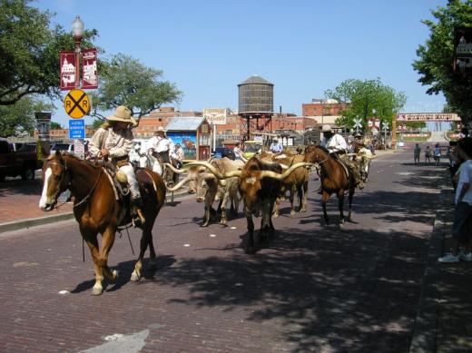 Cattle drive, Fort Worth, TX