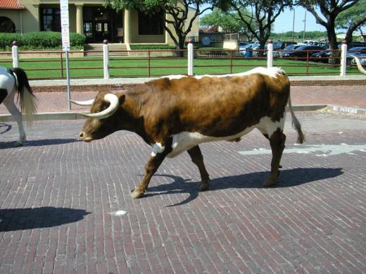 Cow, Fort Worth, TX