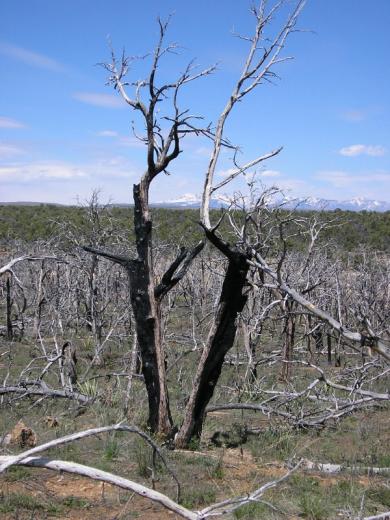 Burned tree and mountains, Mesa Verde, CO