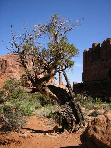 Juniper tree and monolith, Arches national park, UT