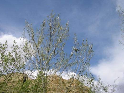 Caterpillers in tree, Utah