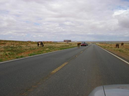 Navajo wild horses on road, Navajo Nation, AZ
