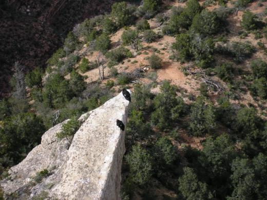 Californian Condor, Grand Canyon