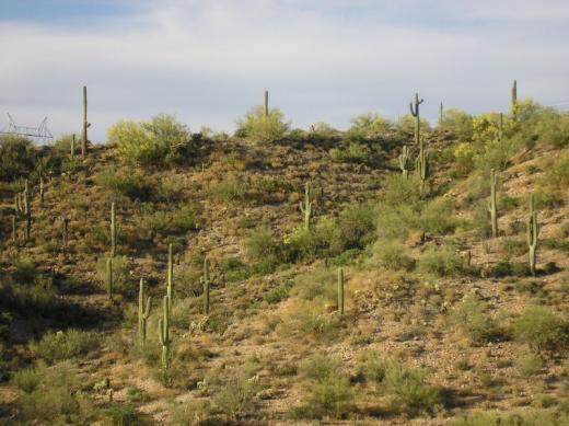 Cactus, AZ