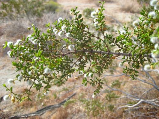 Creosote bush, Joshua Tree NP, CA