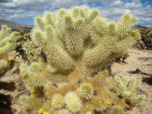 Cholla cactus, Joshua Tree NP, CA