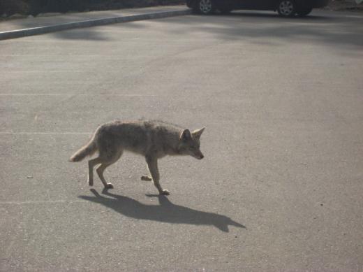 Coyote, Sequoia NP, CA