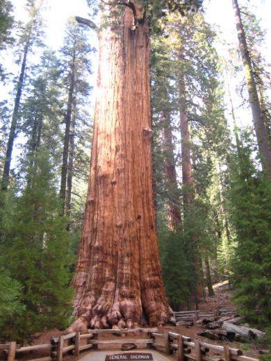 General Sherman tree, Sequoia NP, CA