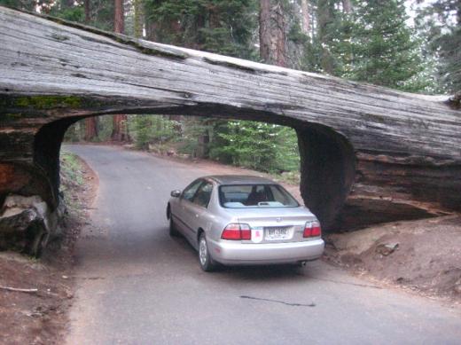 Tunnel Log, Sequoia NP, CA