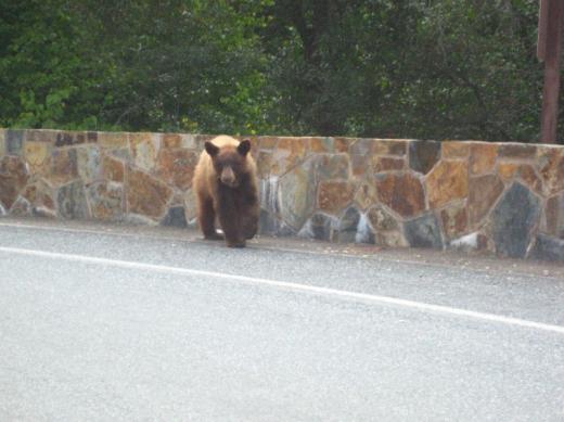 Black bear, Sequoia NP, CA