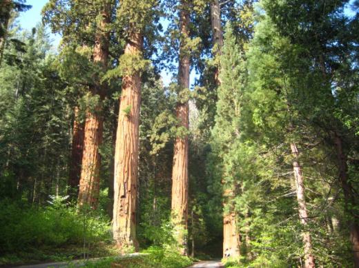 Giant sequoias, Sequoia NP, CA