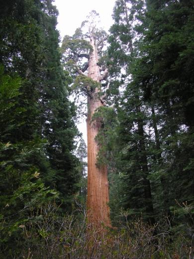 General Grant tree, Sequoia NP, CA