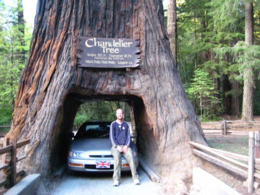 Chandelier Tree, CA - the money shot