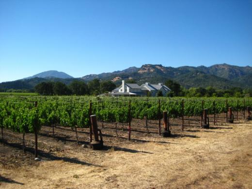Napa Valley vines, CA