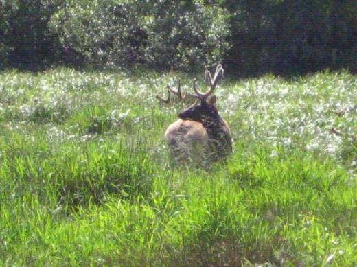Male elk, Redwood NP, CA