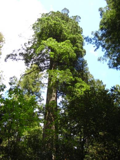 Coast Redwood - Sequoia Sempervirens
