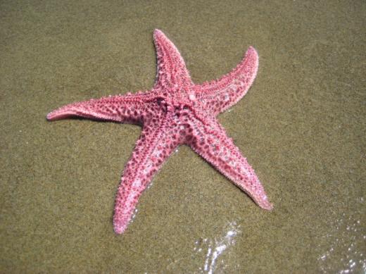 Starfish, Oregon