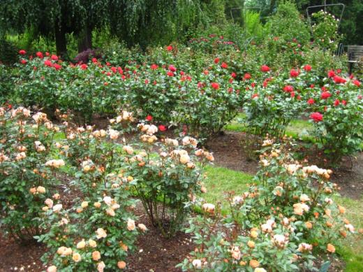 Rose Gardens, Portland, OR