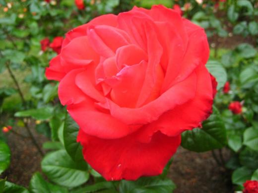 Rose, Rose Gardens, Portland, OR