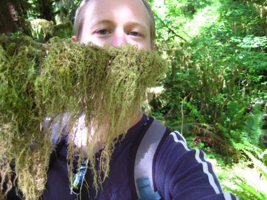 Beard of moss, Olympic National Park, WA