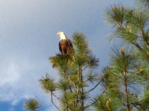 Bald eagle, MT