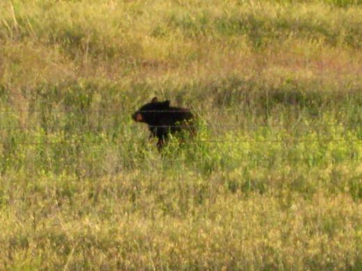 Black bear, Montana