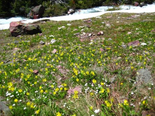 Wildflowers, Glacier NP, Montana