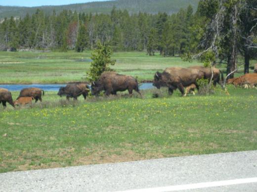 Bison herd with young, YNP