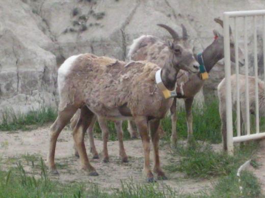 Goat, Badlands National Park, SD