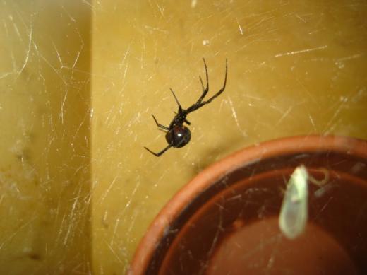 Black Widow spider, Nat. Hist. Mus., Washington, DC