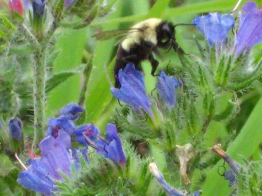 Bee, Shenandoah NP, Virginia